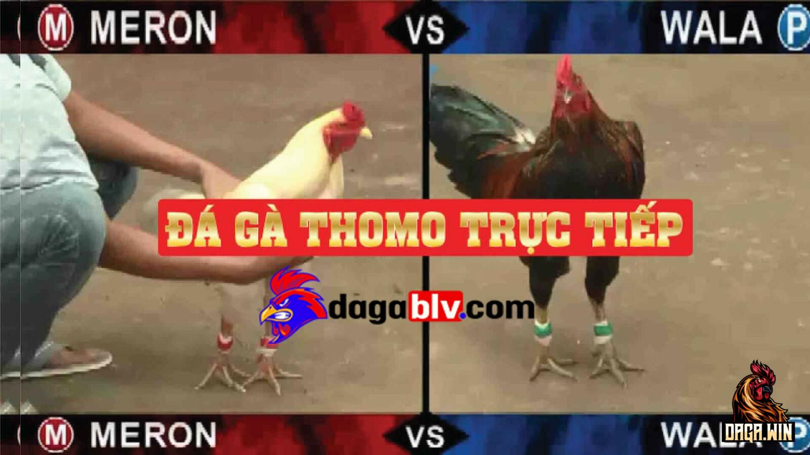 Đá gà Thomo trực tiếp là gì?