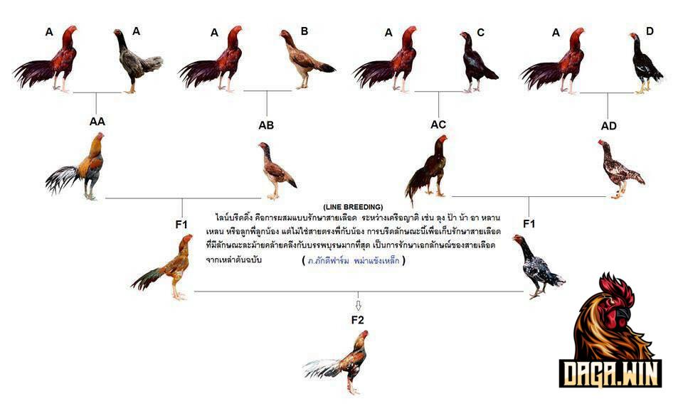 Tìm hiểu đổ gà đá là gì? Kỹ thuật đổ gà đá là gì?