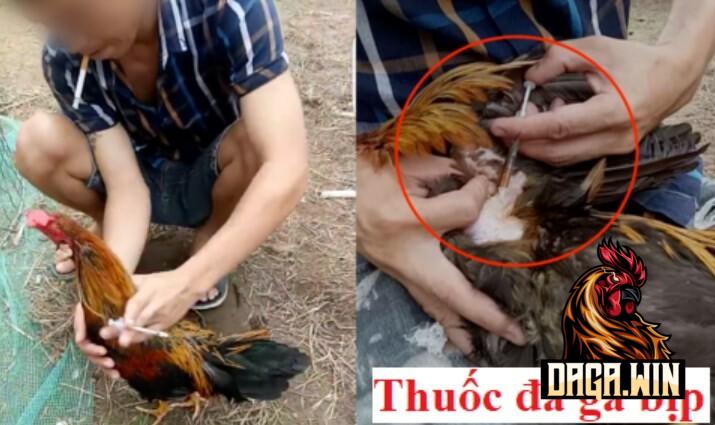 Có rất nhiều sản phẩm thuộc danh mục thuốc đá gà bịp được sử dụng hiện nay