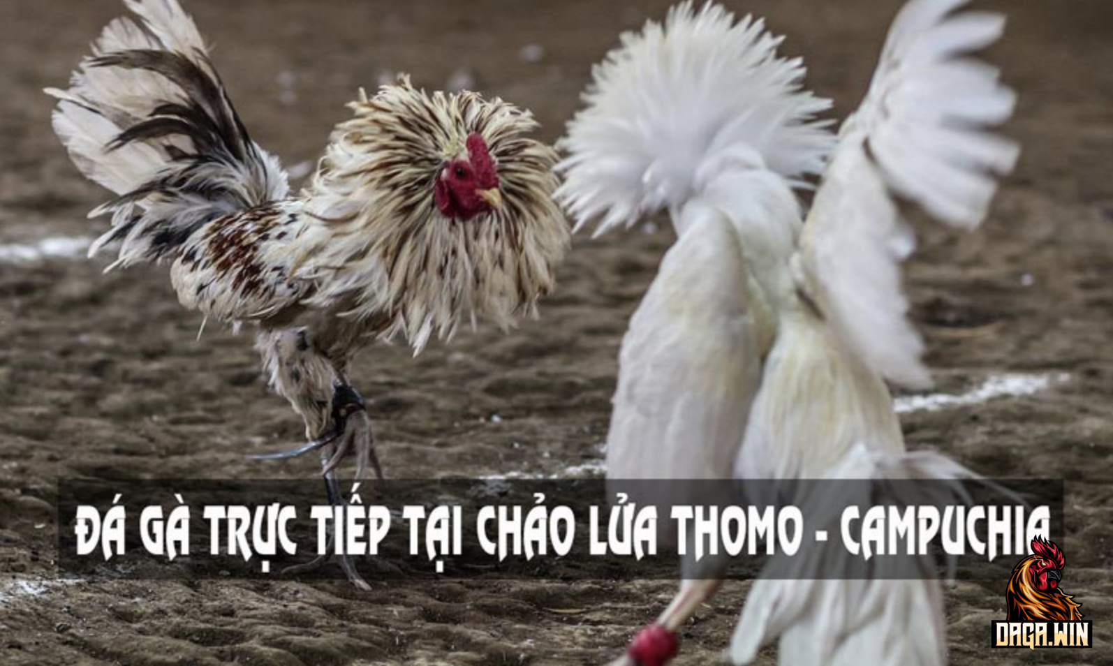 Đá gà trực tiếp 999 - Trường gà Thomo ở đâu?