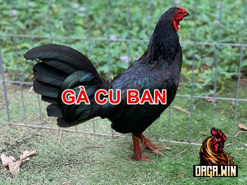 Đặc điểm gà Cuban