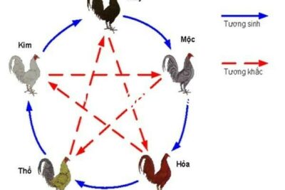 Hướng dẫn hôm nay đá gà màu gì ngon chuẩn xác nhất