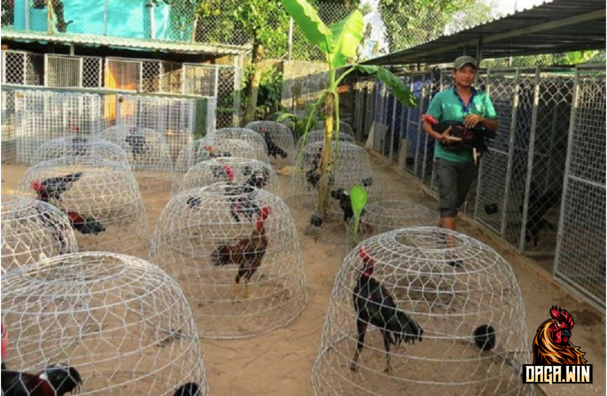 Mô hình trại gà Phụng Hoàng Cao Lãnh 