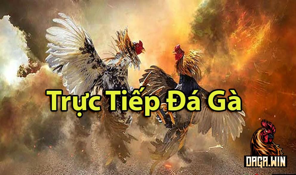 Tại sao đá gà trực tiếp 999 hôm nay lại hấp dẫn?