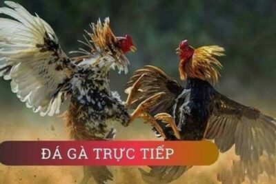 Đá gà trực tiếp 67 – Hấp dẫn, thú vị nhiều anh em lựa chọn