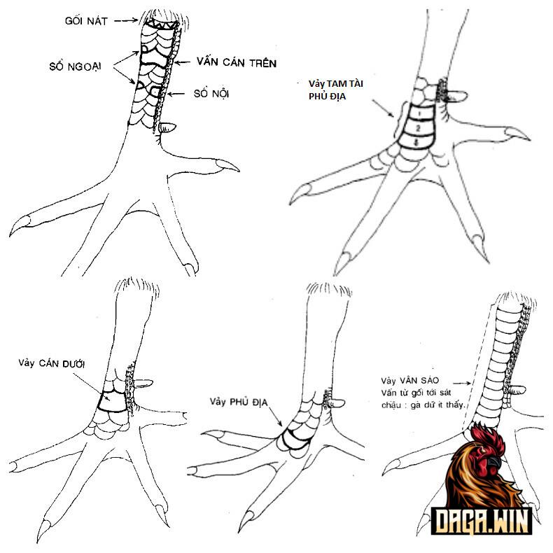 Cách coi chân gà đá qua vảy gà