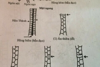 Bật mí cách xem chân gà đá cựa sắt chuẩn 100% mới nhất 2024