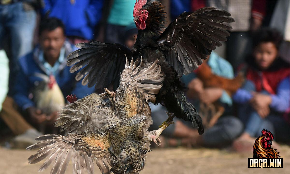 Gà đá hầu thụt