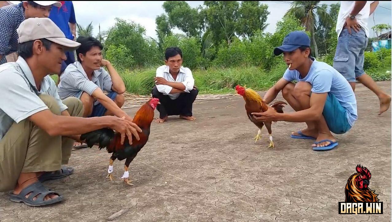 Kỹ thuật ôm gà chuẩn là một trong những bí quyết thả gà đá cựa tròn hay