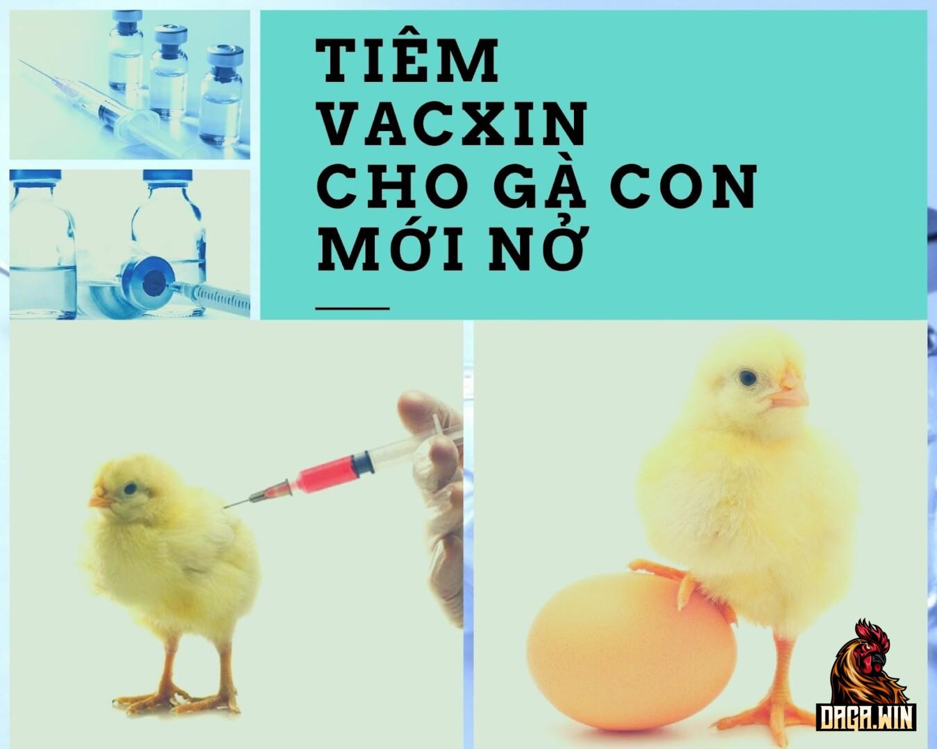 Một số vấn đề cần lưu ý trong cách tiêm vaccine cho gà từ 1 đến 63 ngày 