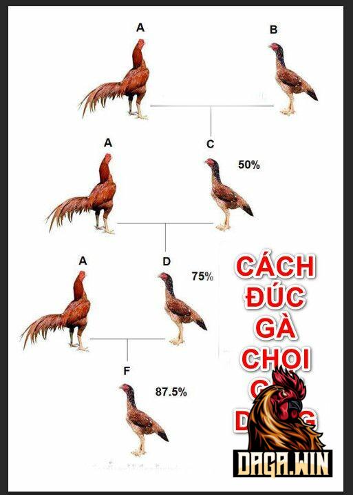 Mục đích của việc đúc gà chọi theo đòn lối 