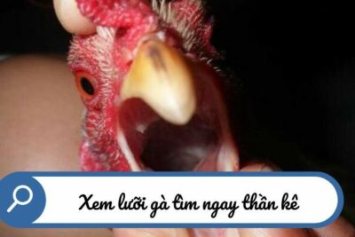 Mách nước xem lưỡi gà đoán thần kê ngay hôm nay