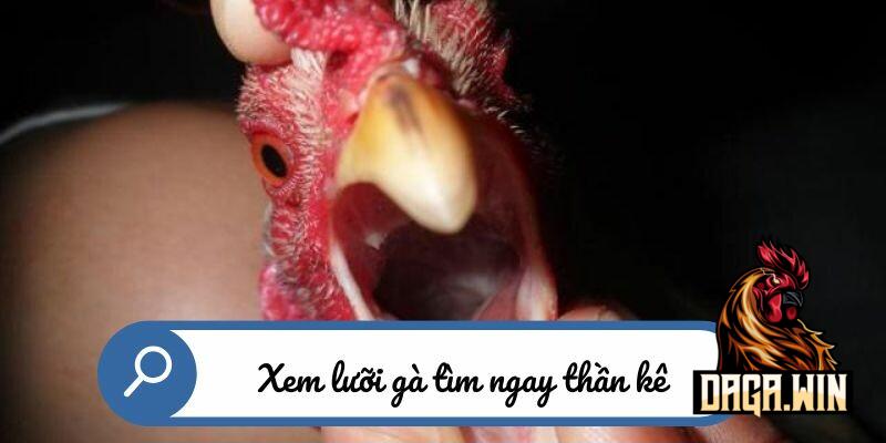 Những lý do khiến xem lưỡi gà là chuyện không thể bỏ qua