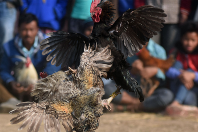 Các thế đá căn bản khi chơi gà cho anh em tham khảo