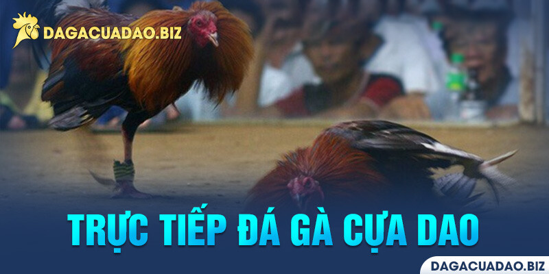 Tìm hiểu đá gà cựa dao trực tiếp hôm nay là gì