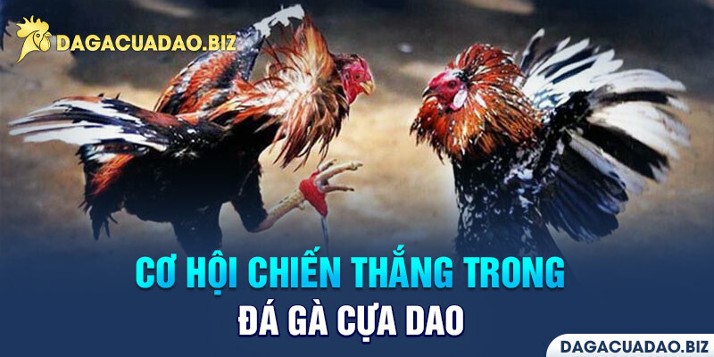 Mẹo chơi đá gà cựa dao trực tiếp hôm nay chiến thắng 90%