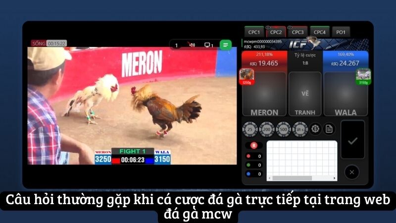 Câu hỏi thường gặp khi cá cược đá gà trực tiếp tại trang web đá gà mcw