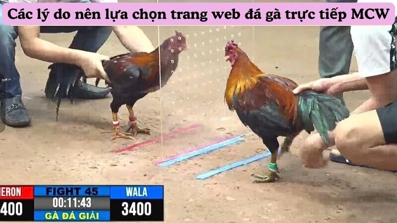 Các lý do nên lựa chọn trang web đá gà trực tiếp MCW