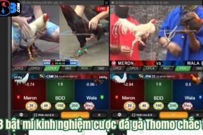 GA888 – Điểm Đến Chơi Cược Đá Gà Thomo Số 1 Tại Việt Nam